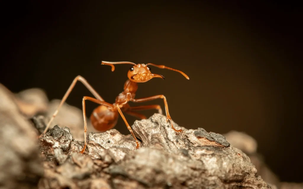 ant control
