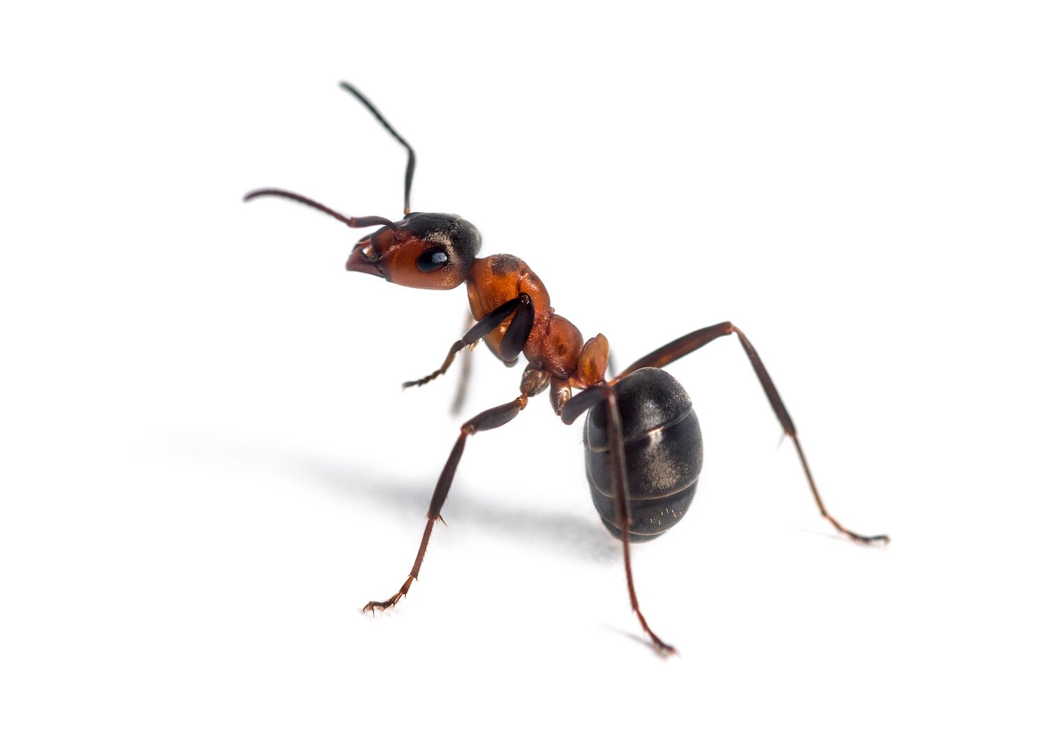 ants