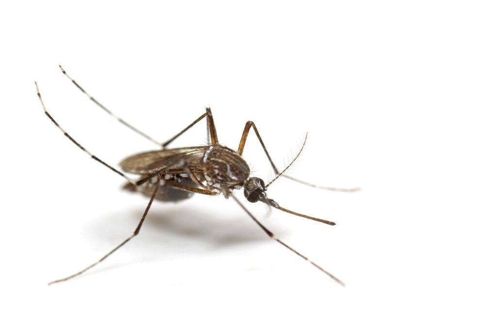 mosquitos
